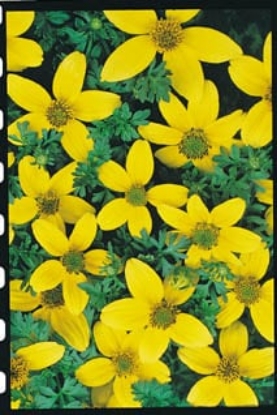 Picture of Bidens - Golden Eye